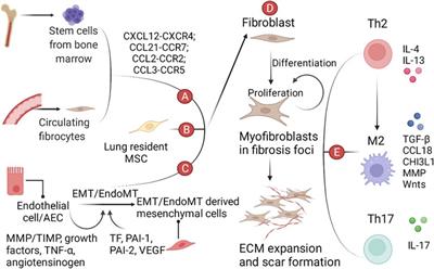 Targeting Growth Factor and Cytokine Pathways to Treat Idiopathic Pulmonary Fibrosis